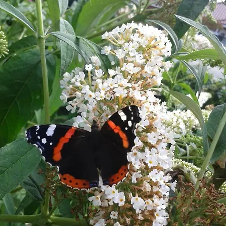 Staudacker דירה *